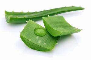Ayurvedic Dosha: Aloe Vera