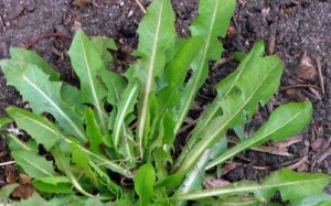 Ayurvedic Spring Diet: Dandelion Root