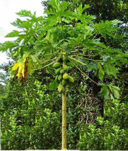 Papaya Tree