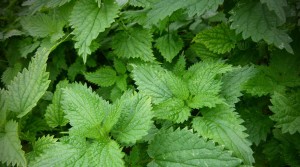 nettle-tea